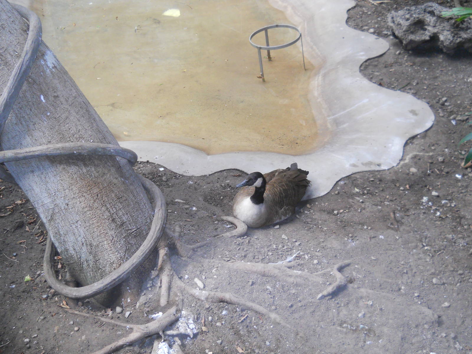 Canada goose in Small Animal House