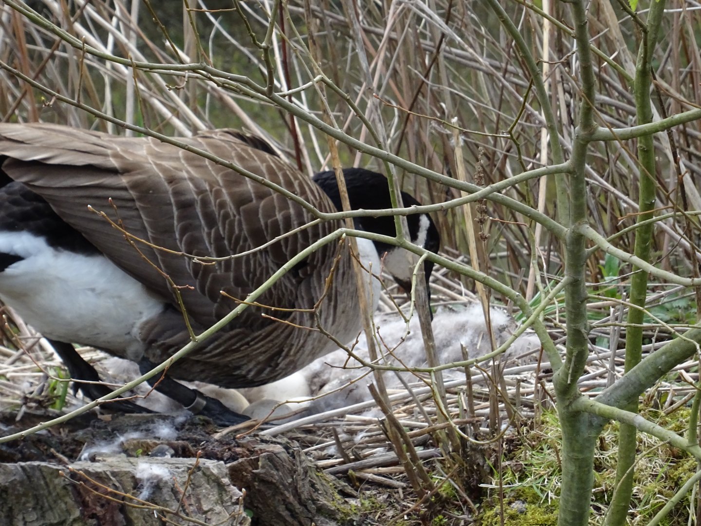 Canada Goose incubating eggs
