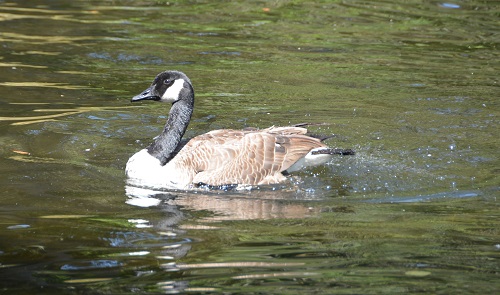 Canada goose  (introduced).