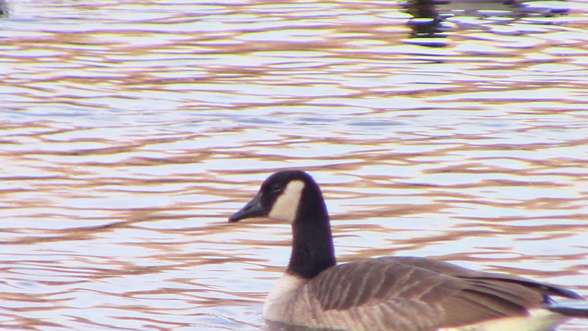Canada goose-Minnesota zoo-Nov 13