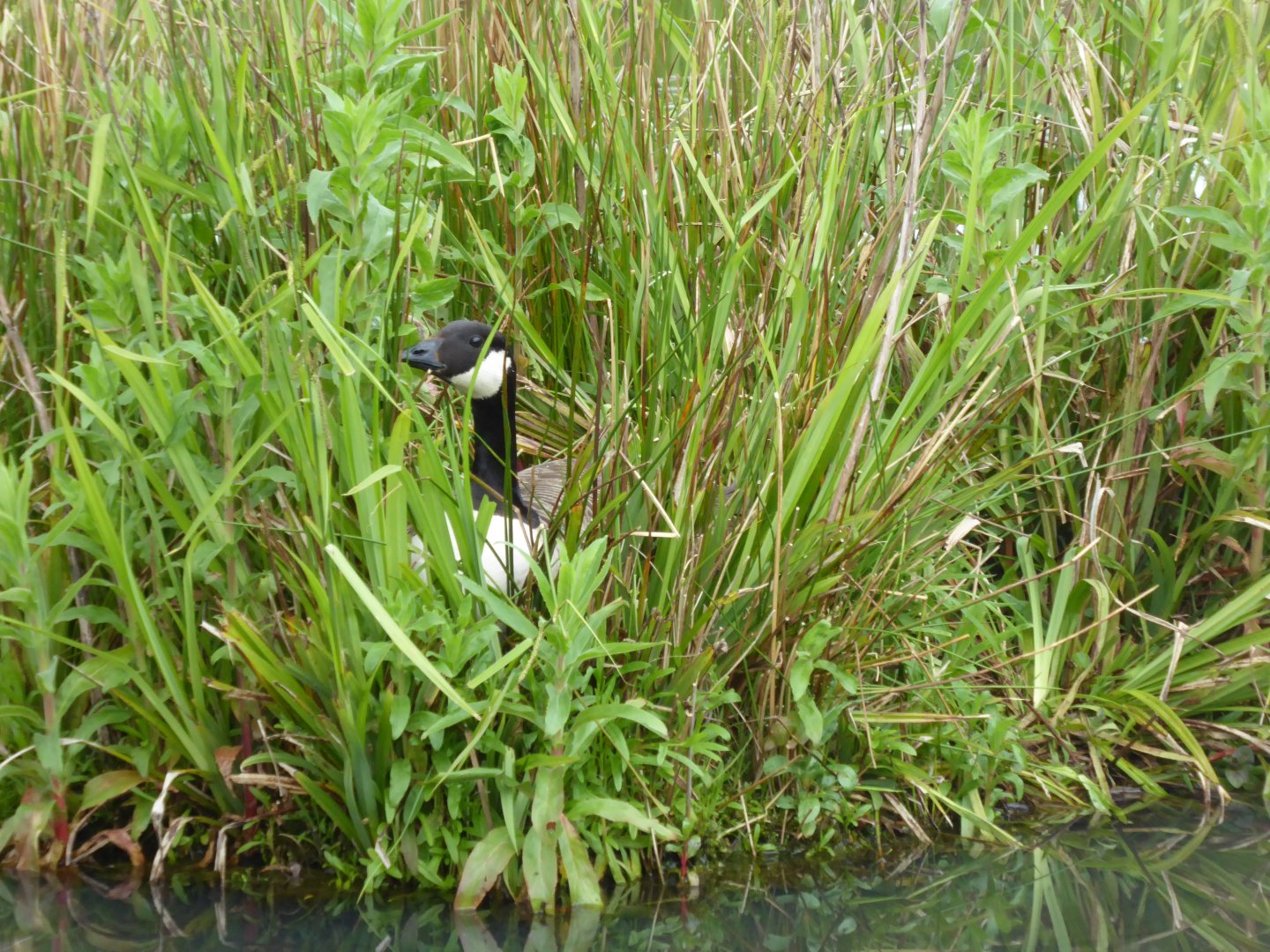 Canada Goose nesting on island, 21st May 2017