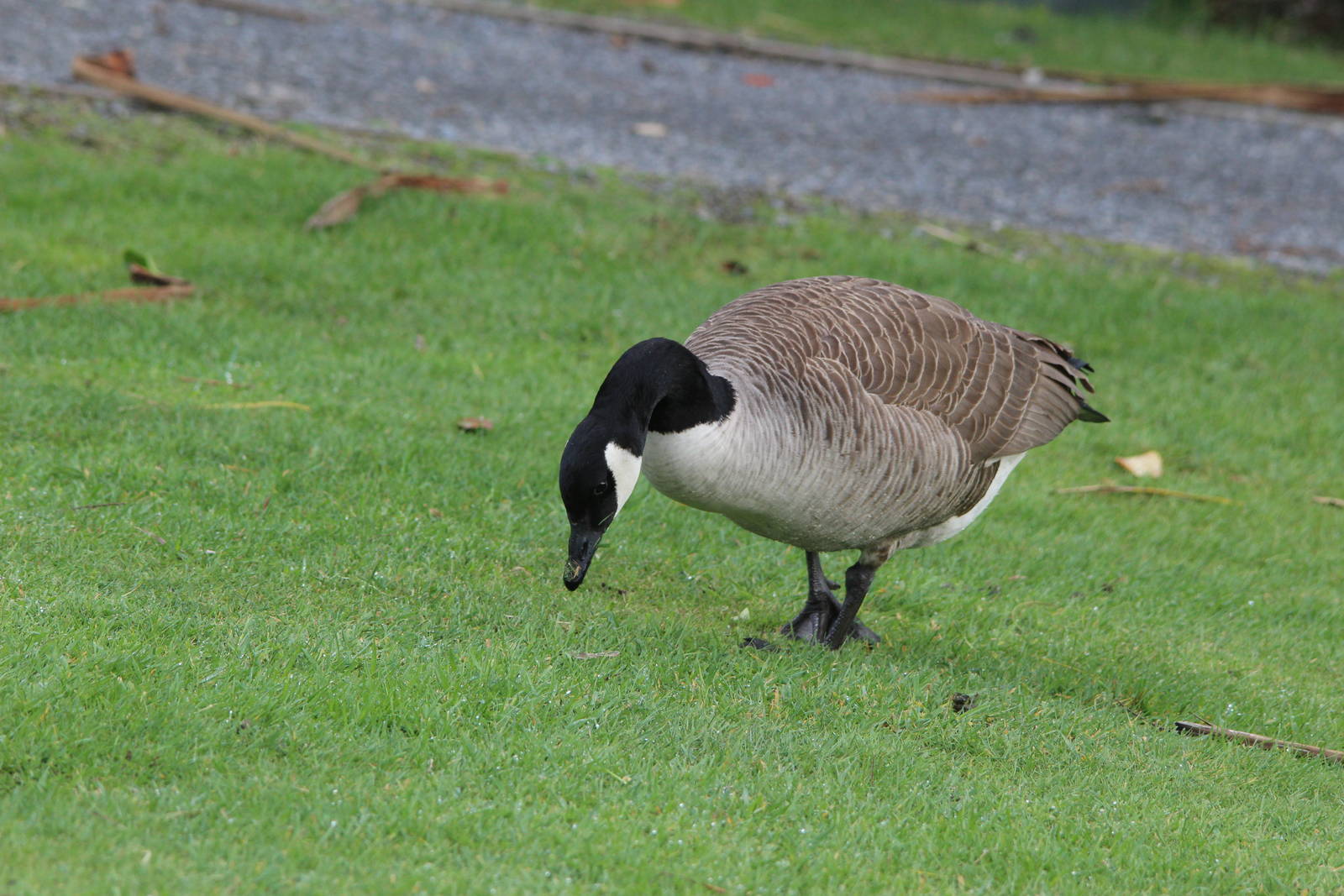Canada Goose, Nga Manu