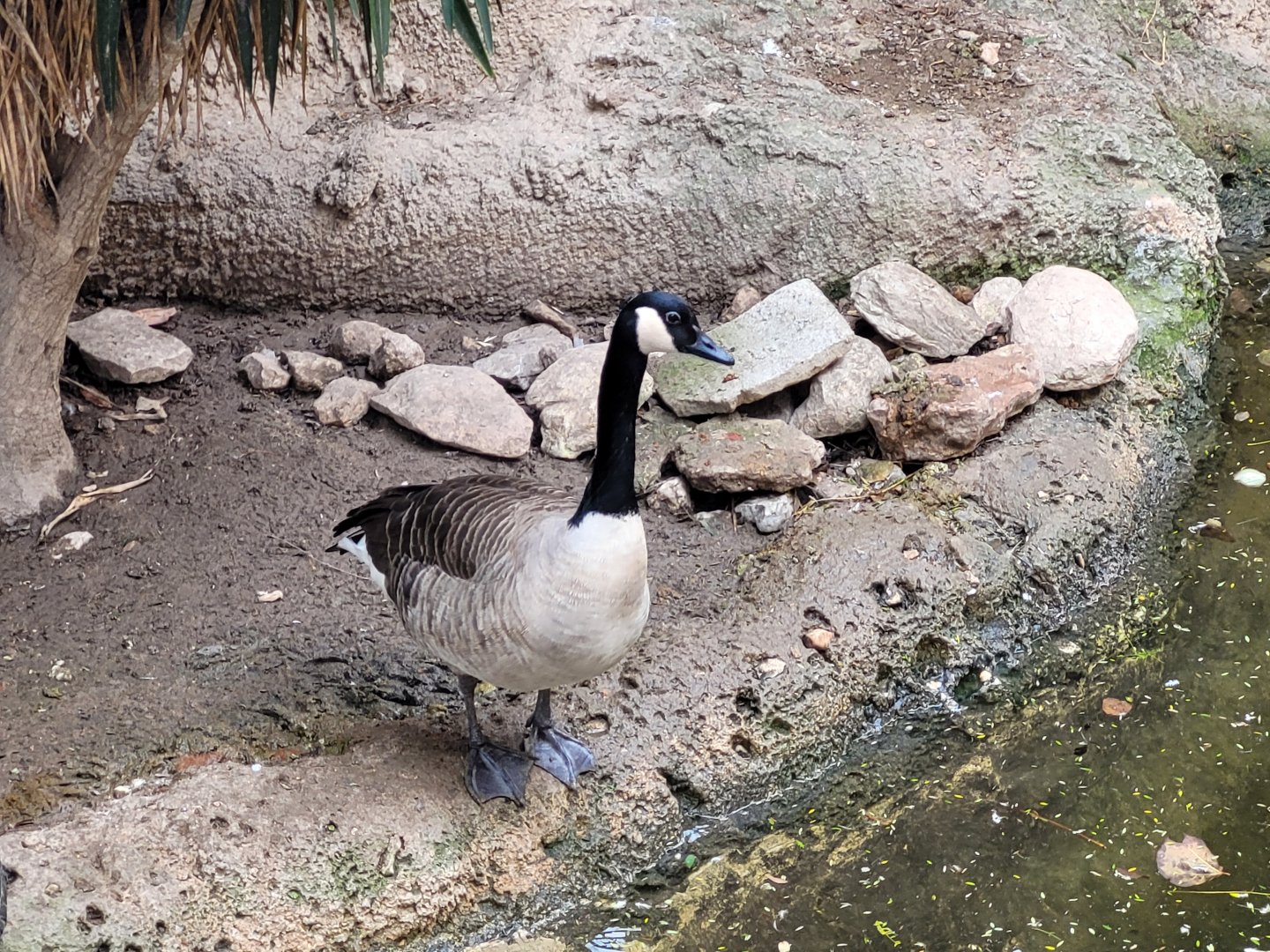 Canada goose -TerraNatura Benidorm (2022)