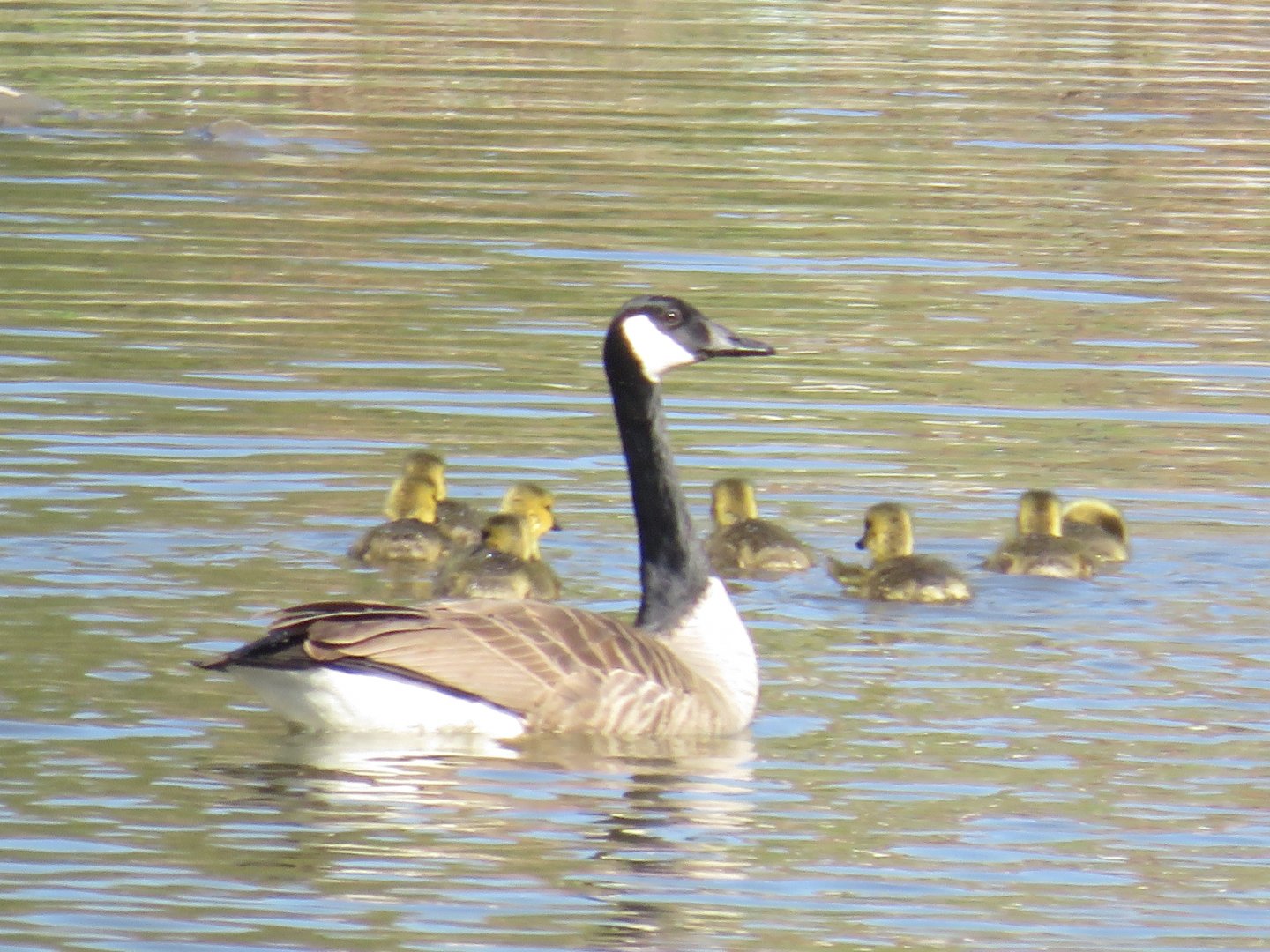 Canada goose with goslings