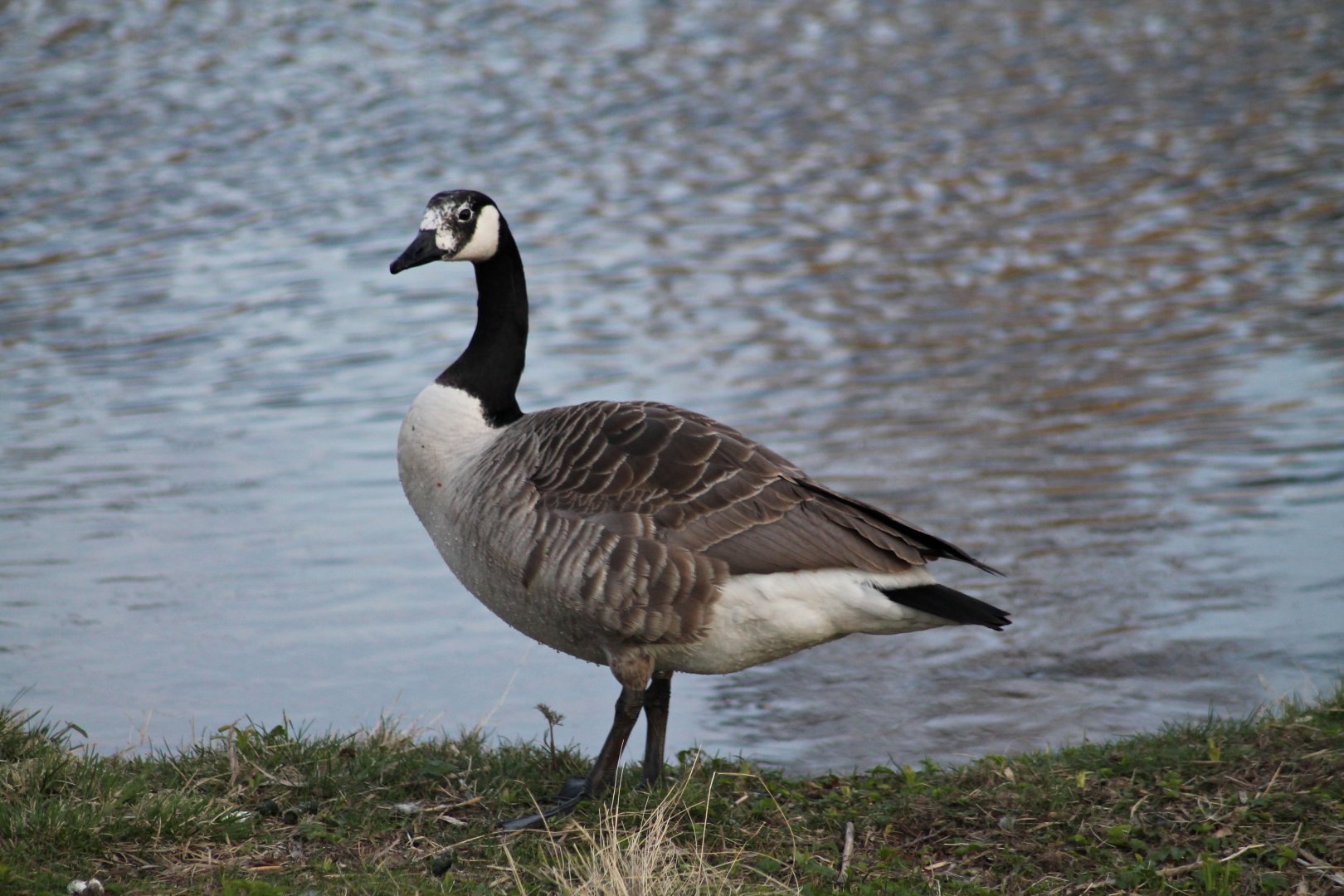 Canada goose with partial leucism
