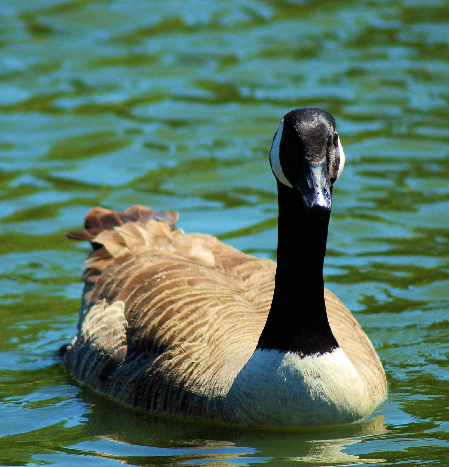 CANADA GOOSE