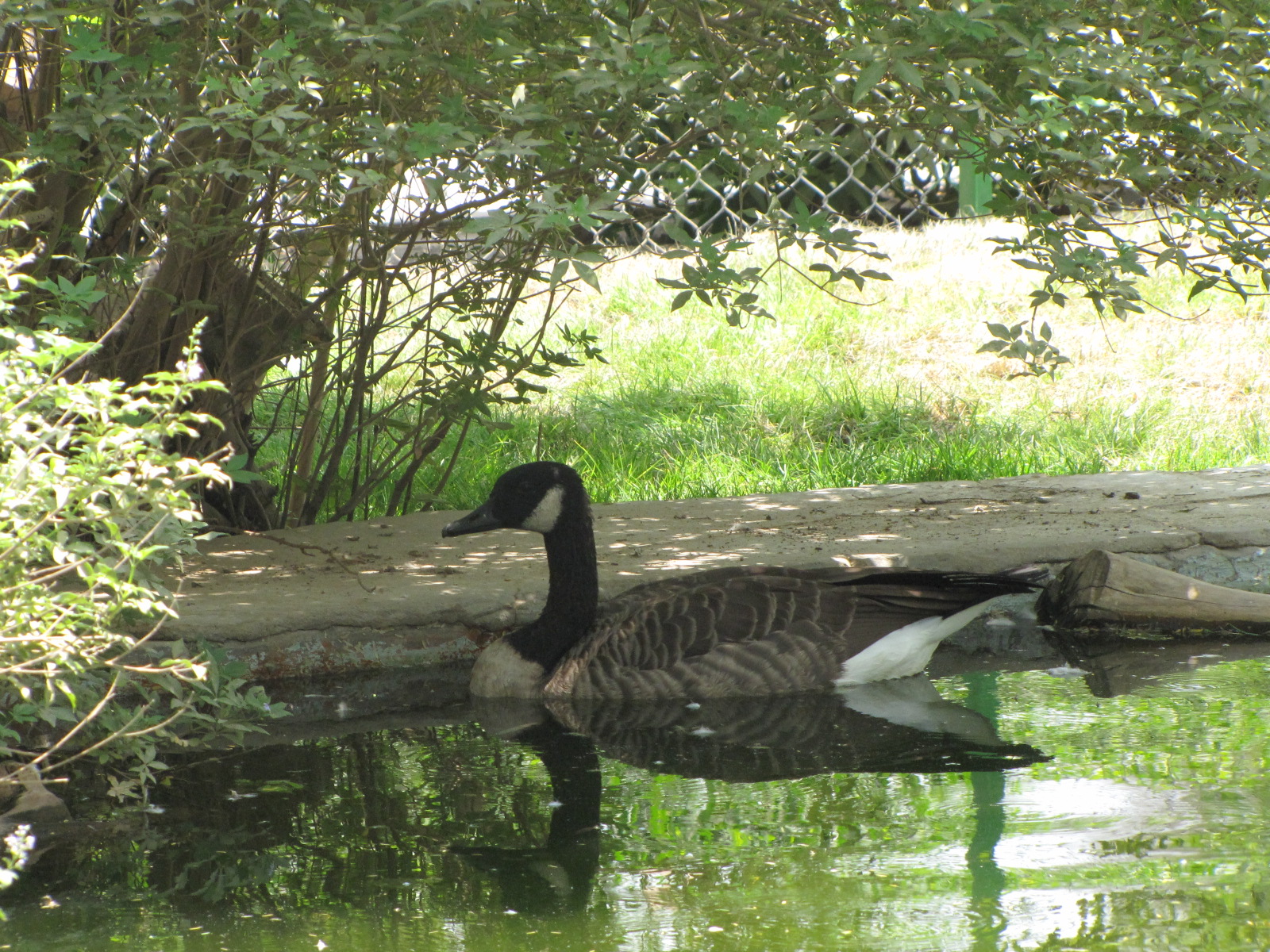 Canada Goose