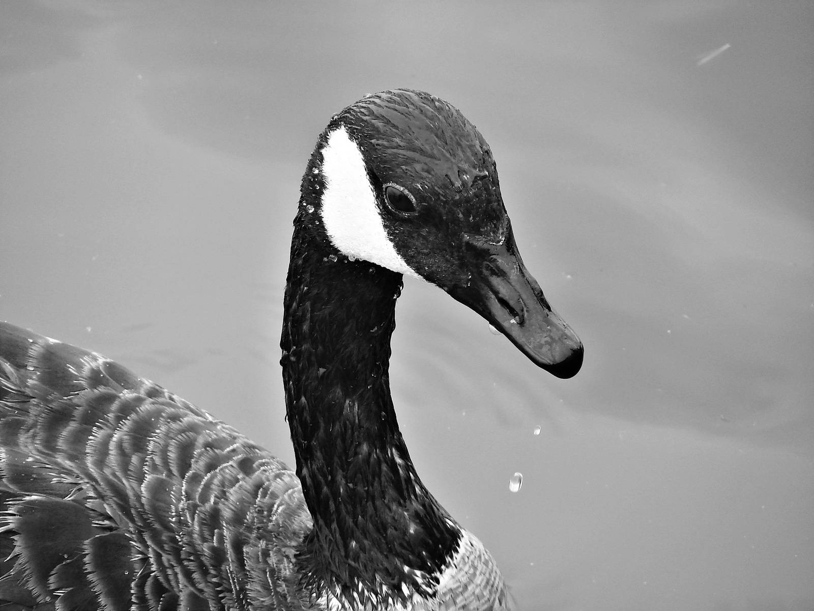 Canada Goose