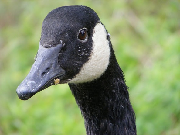 Canada Goose