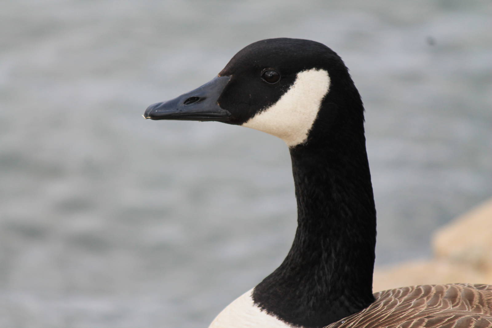 Canada Goose