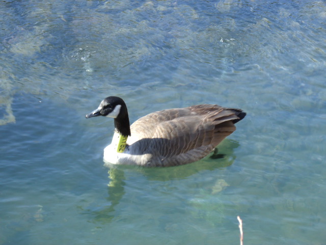 Canada Goose