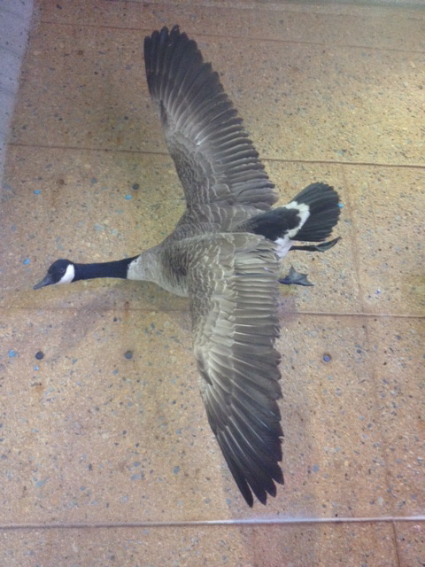 Canada goose