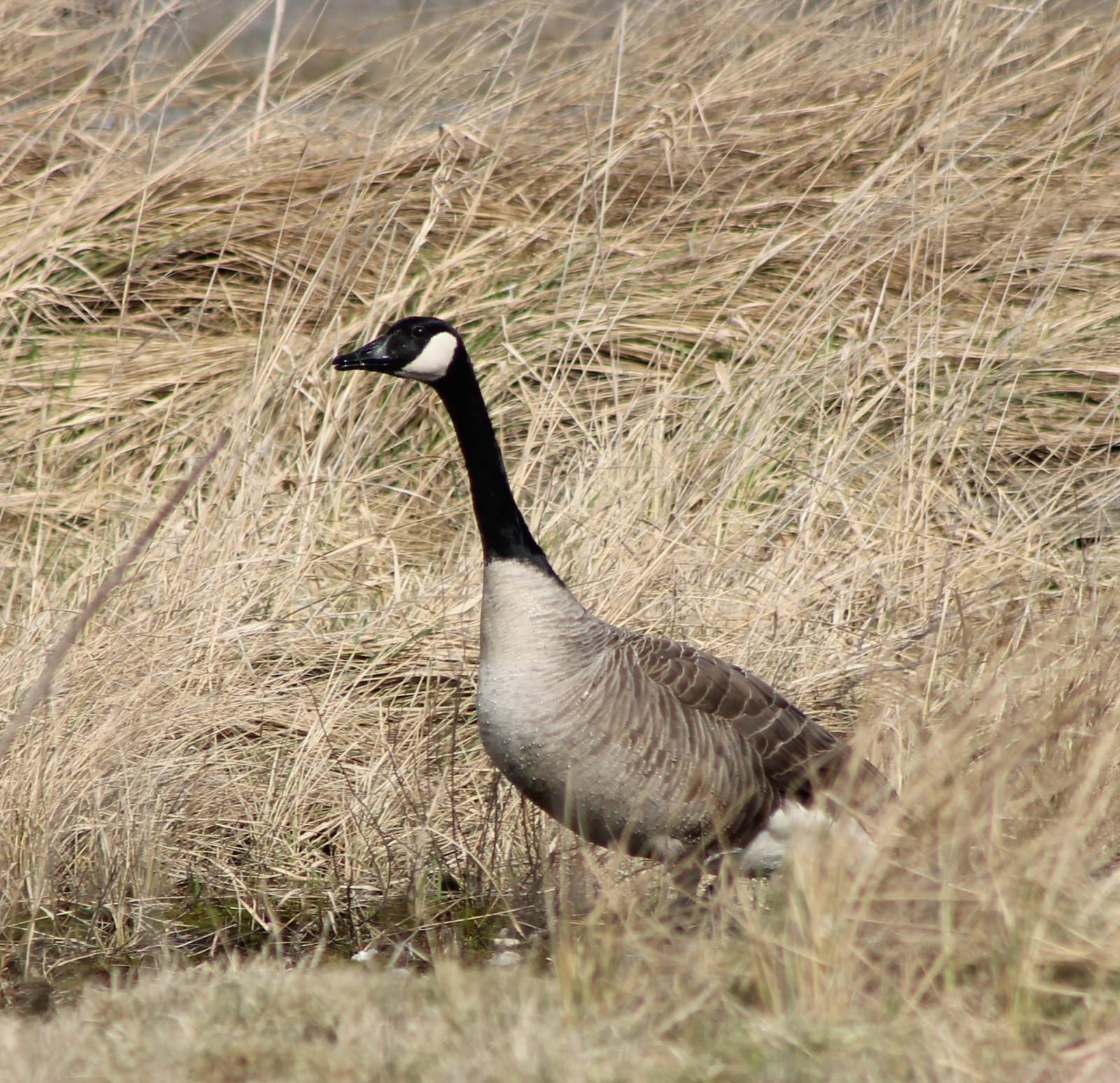 Canada goose