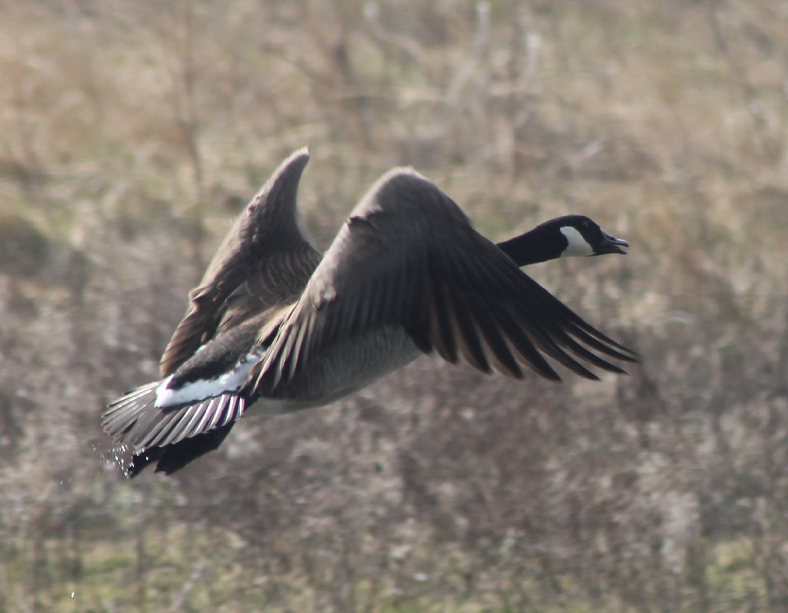 Canada goose