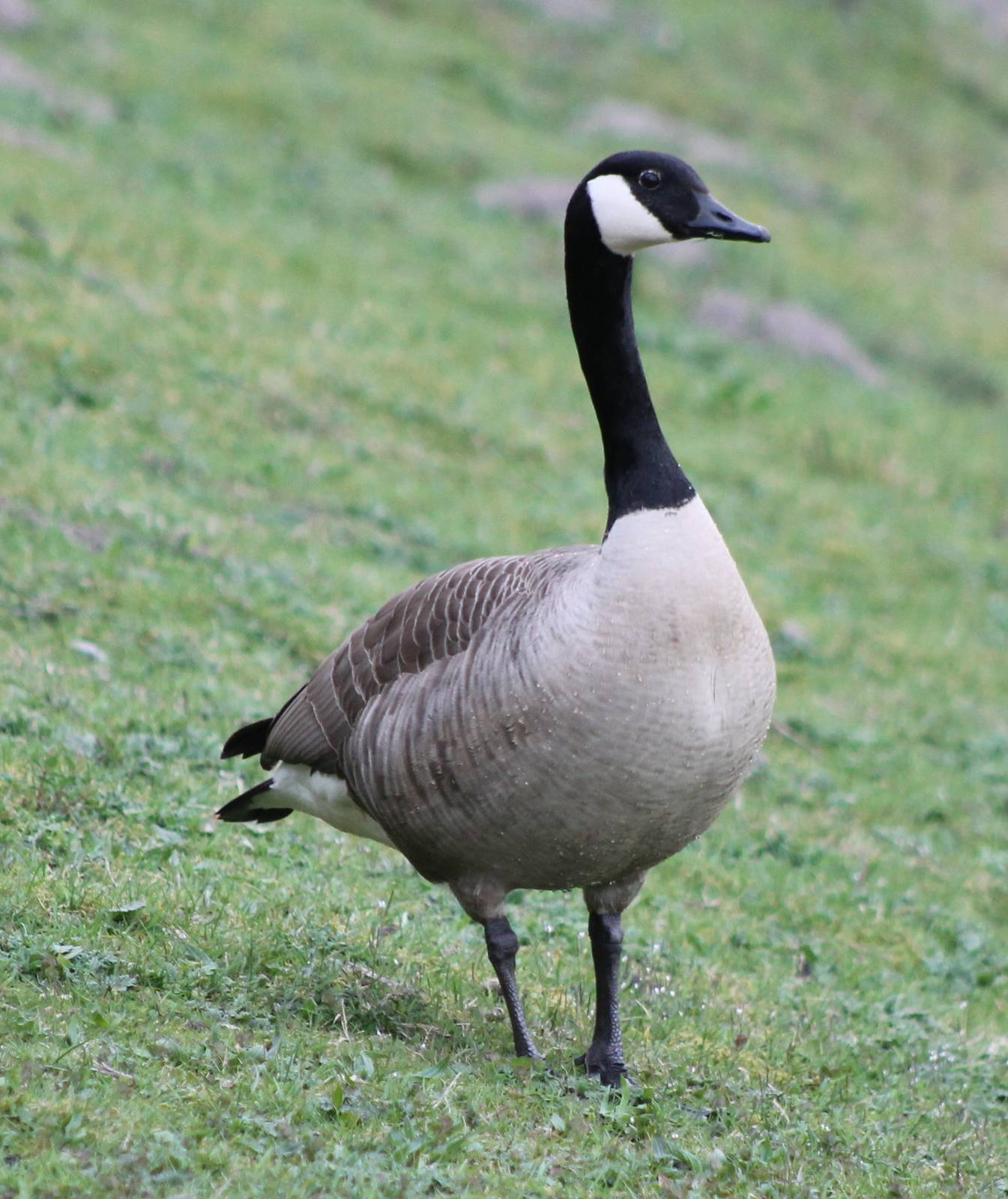 Canada goose
