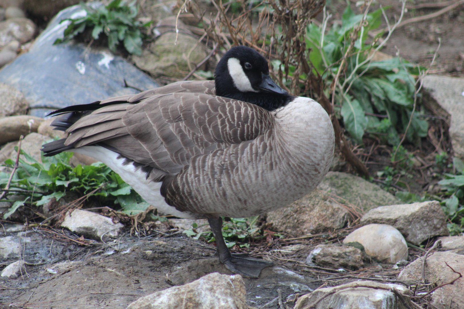 Canada Goose
