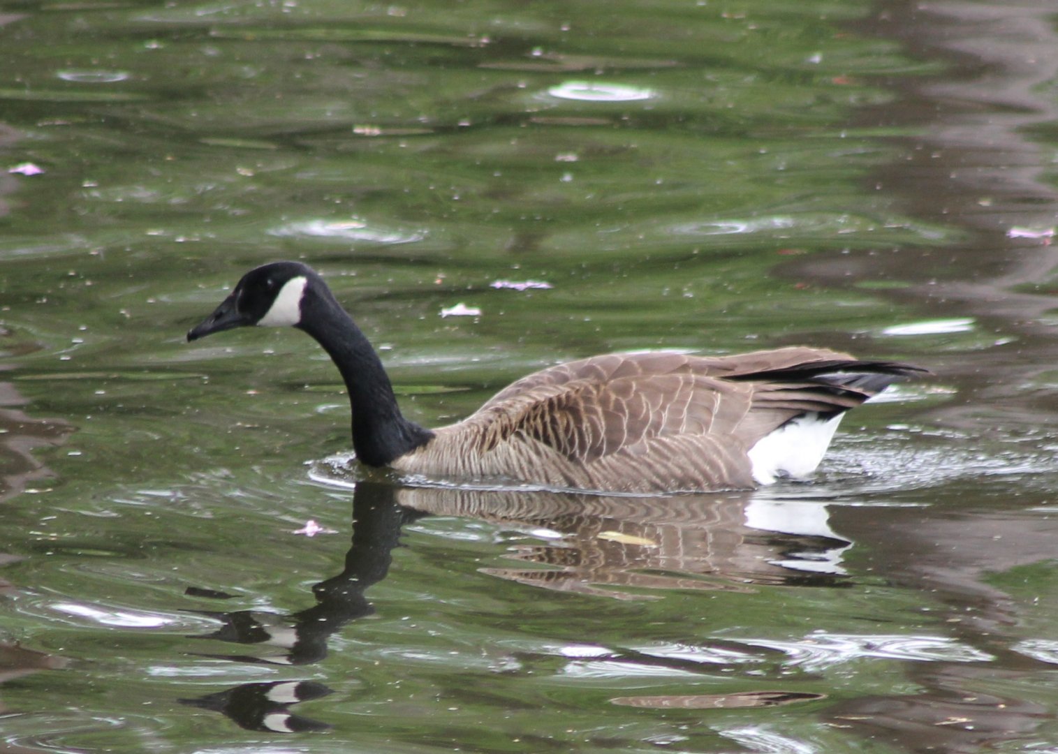 Canada goose