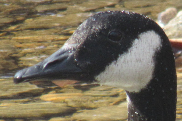 Canada goose