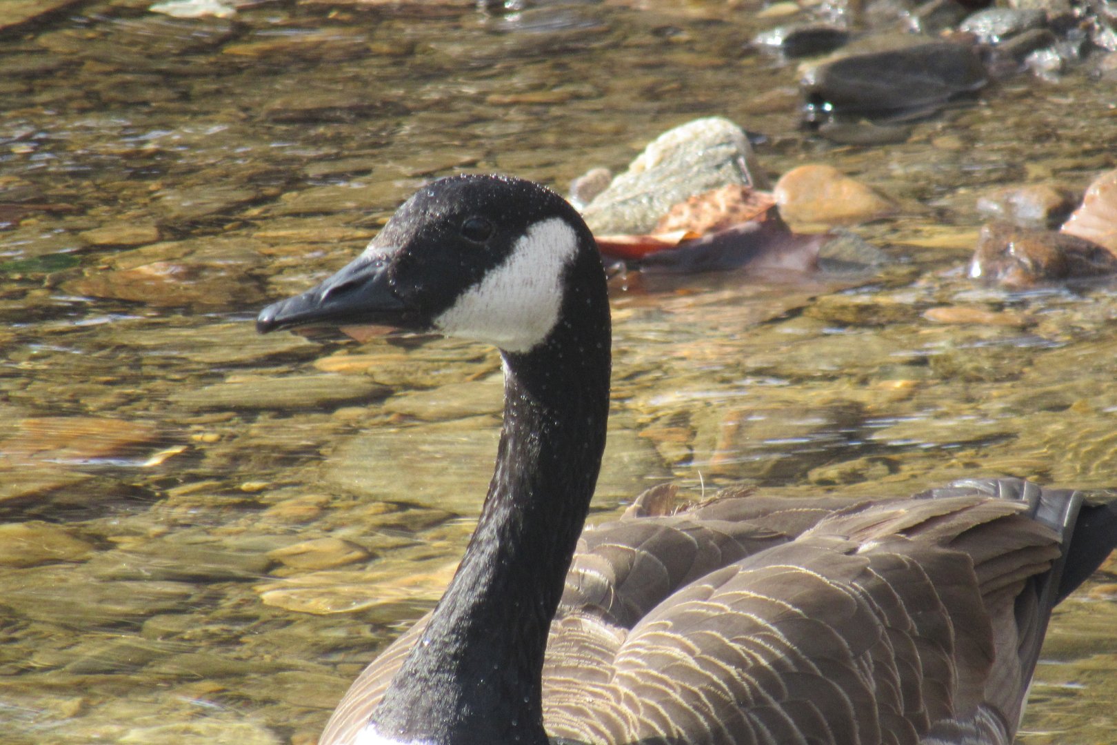 Canada goose