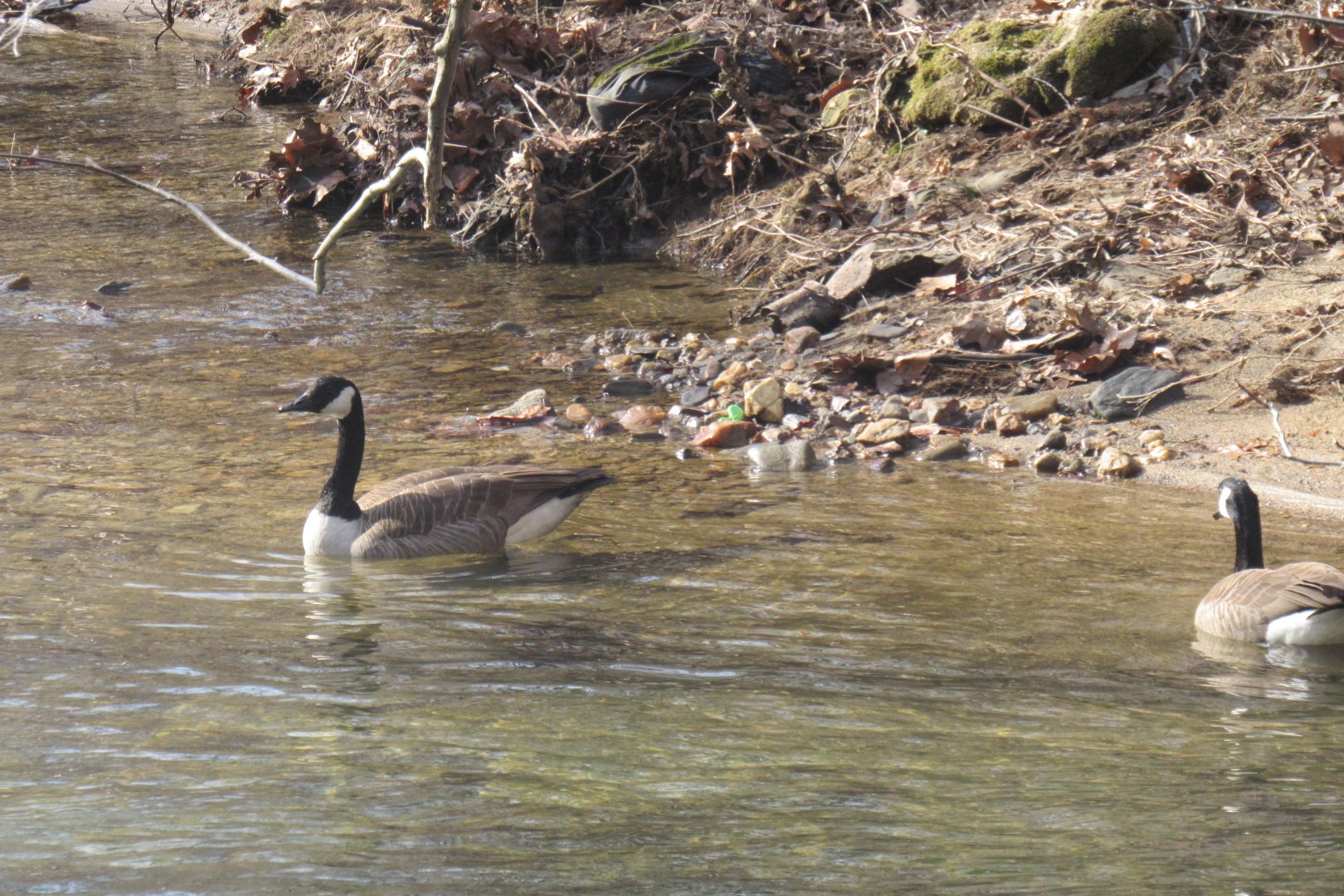 Canada goose