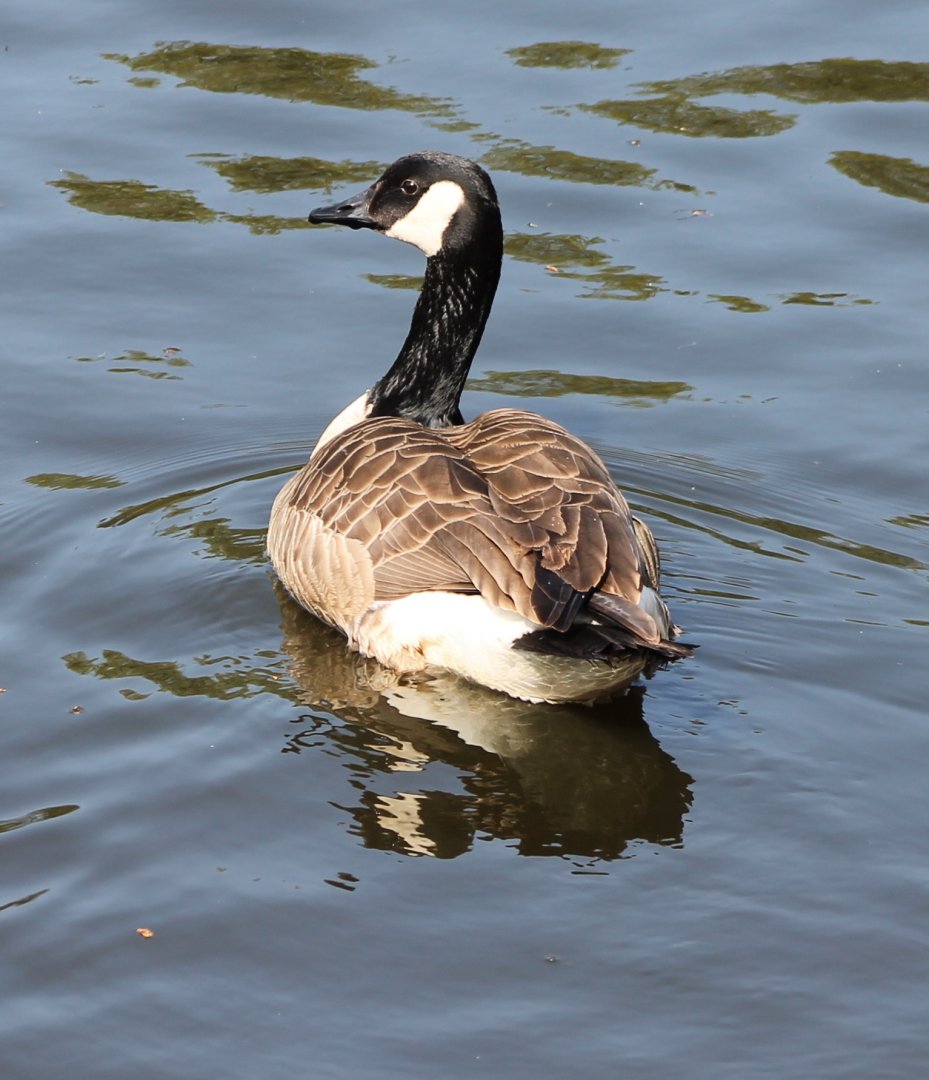 Canada goose