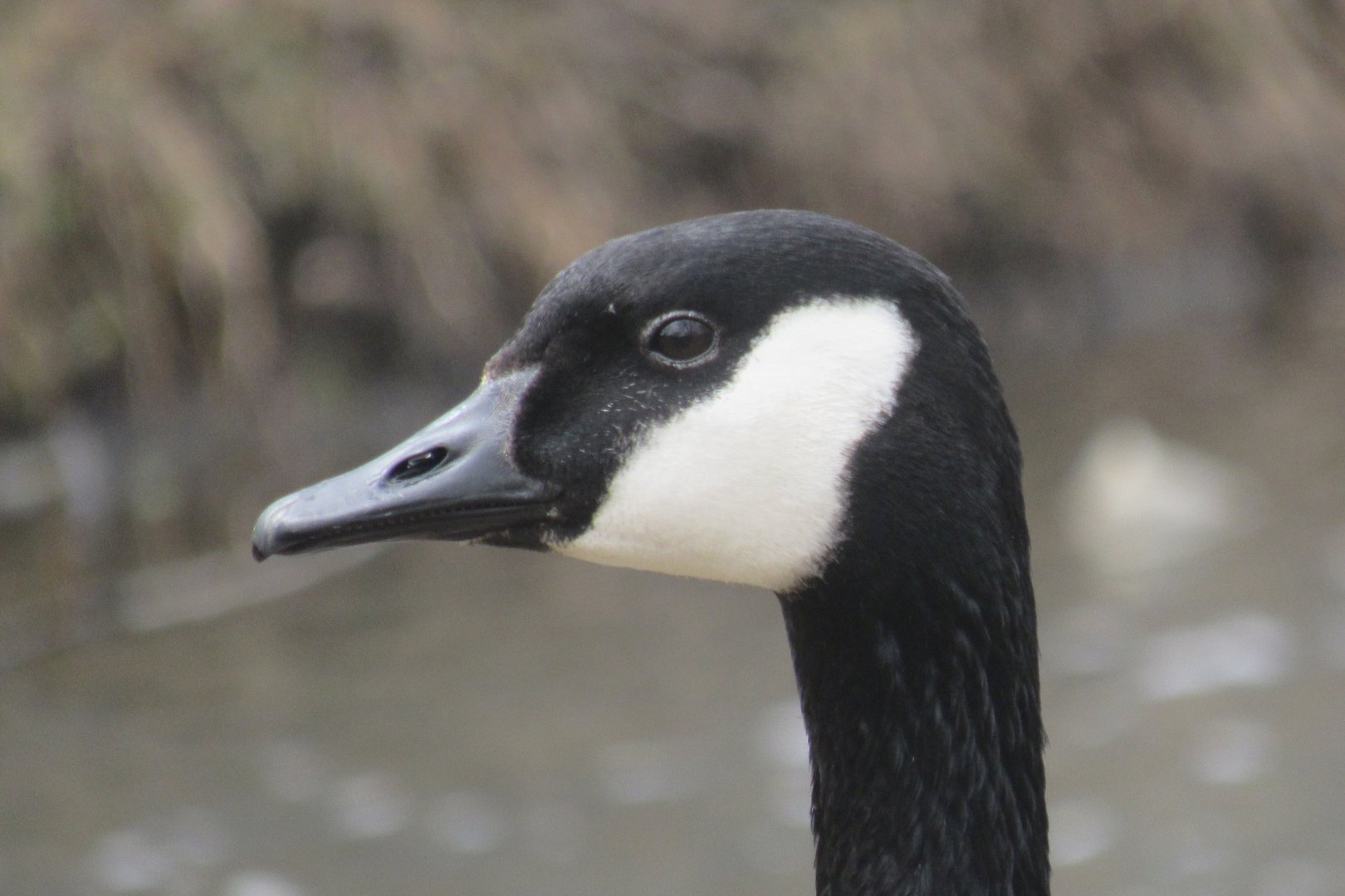 Canada goose