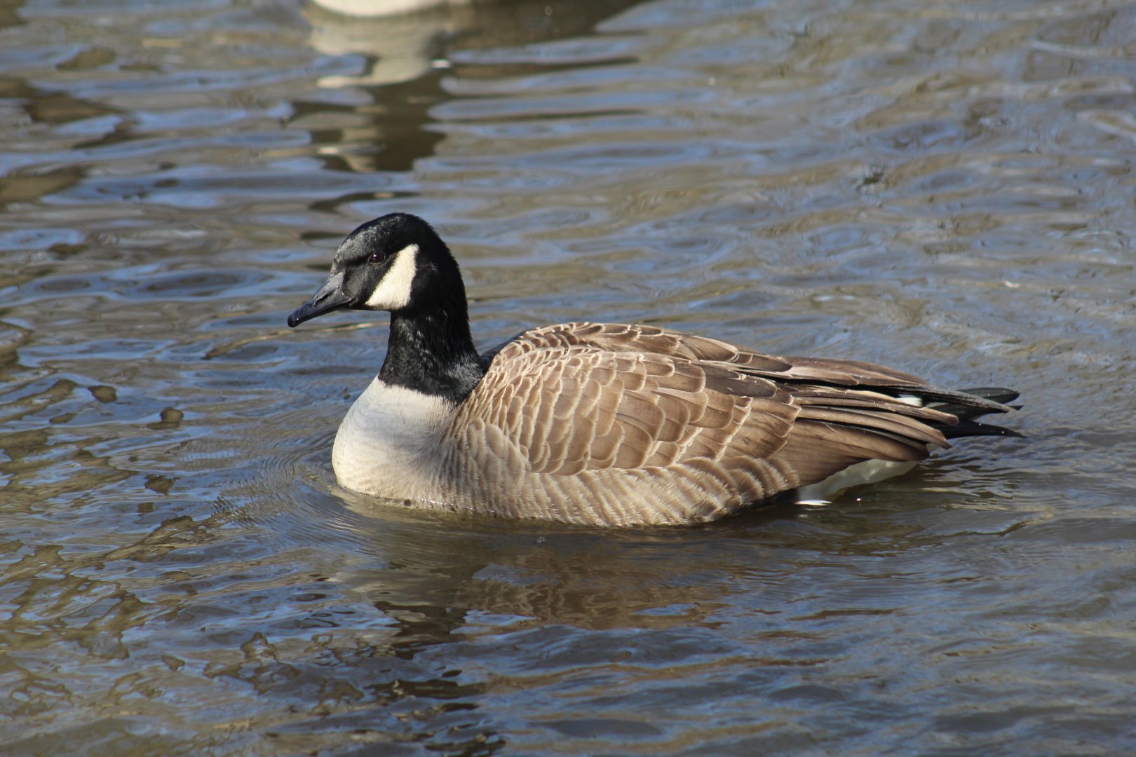 Canada Goose
