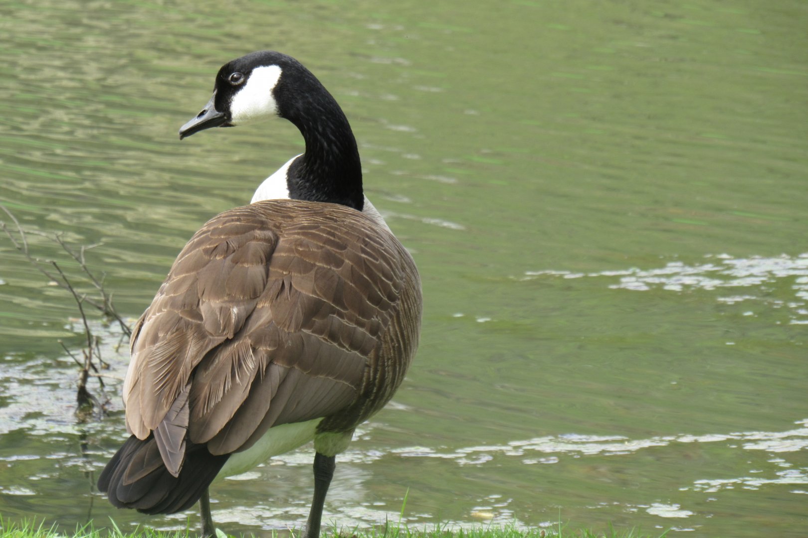 Canada goose