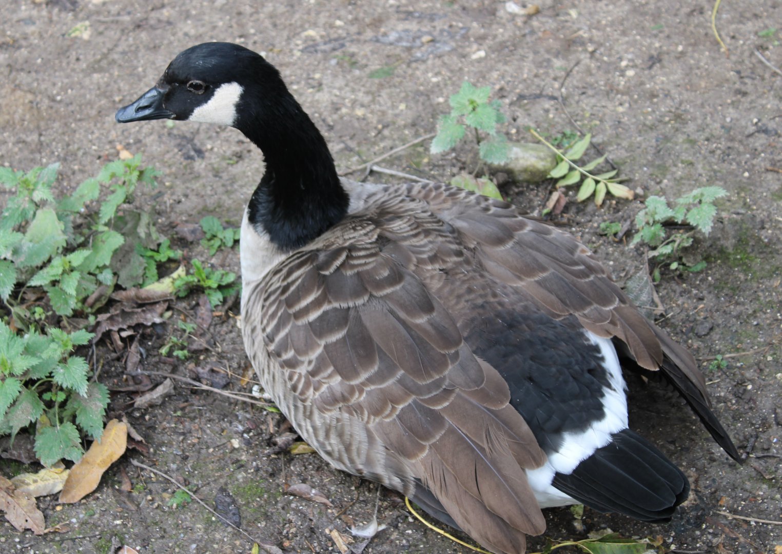 Canada goose