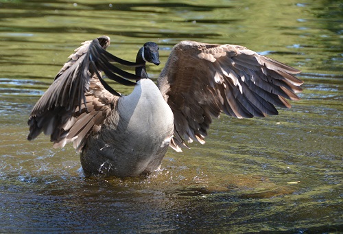 Canada goose.