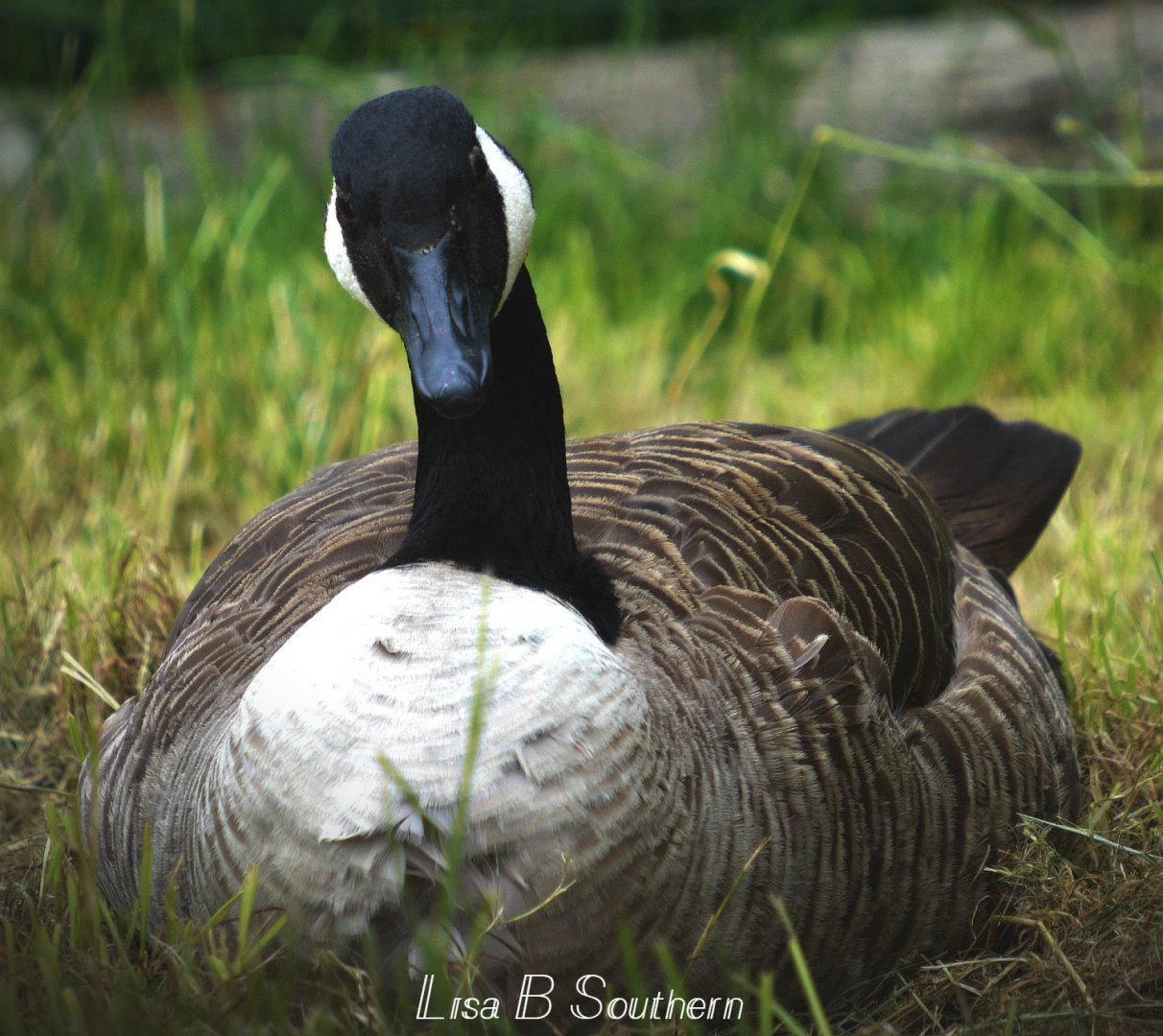 Canada Goose