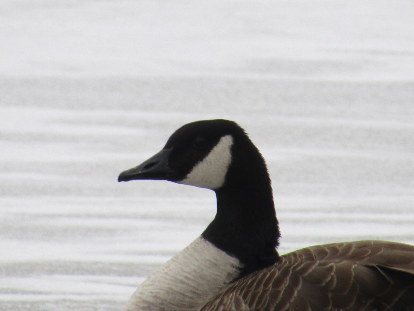 Canada Goose