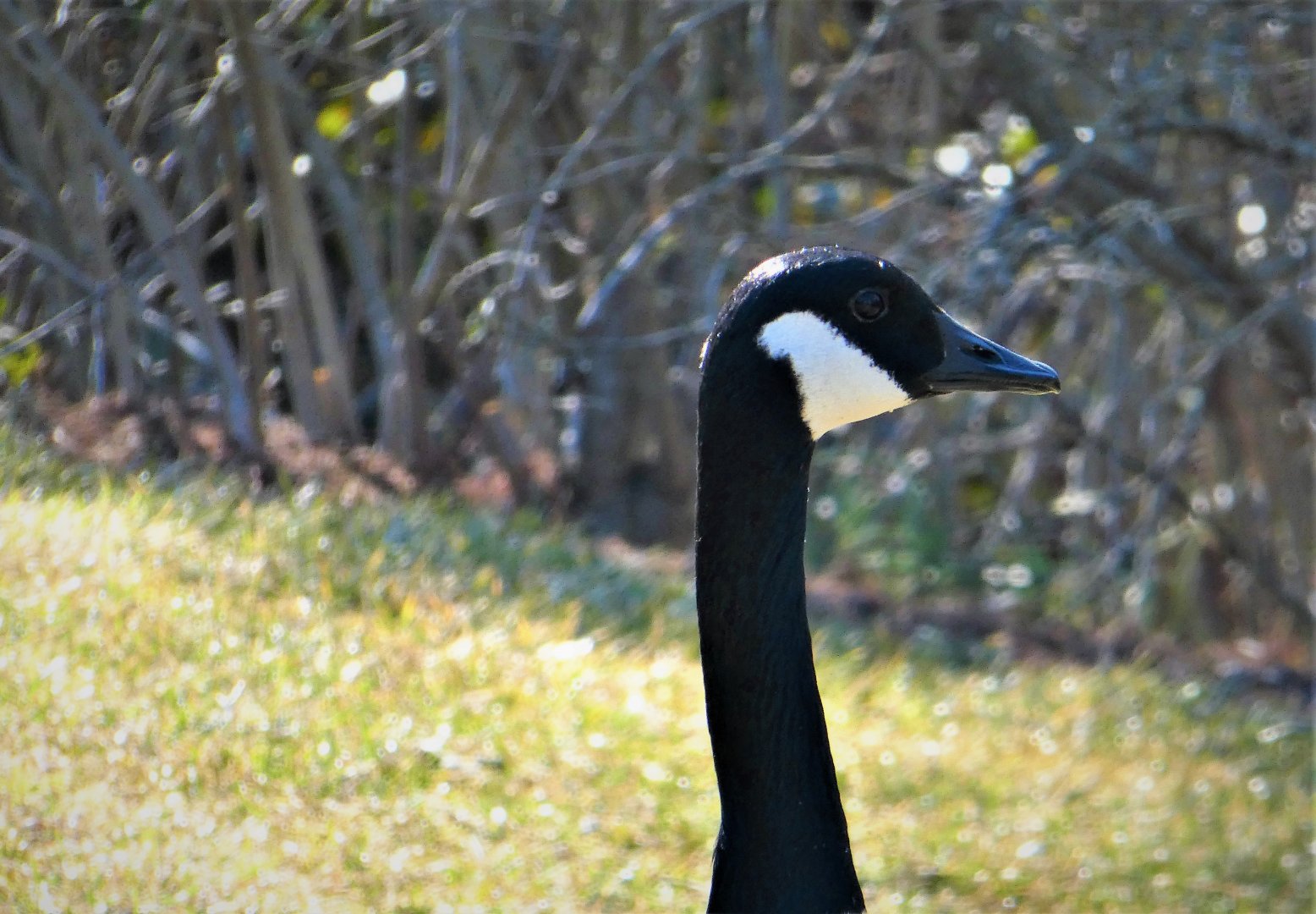 Canada Goose