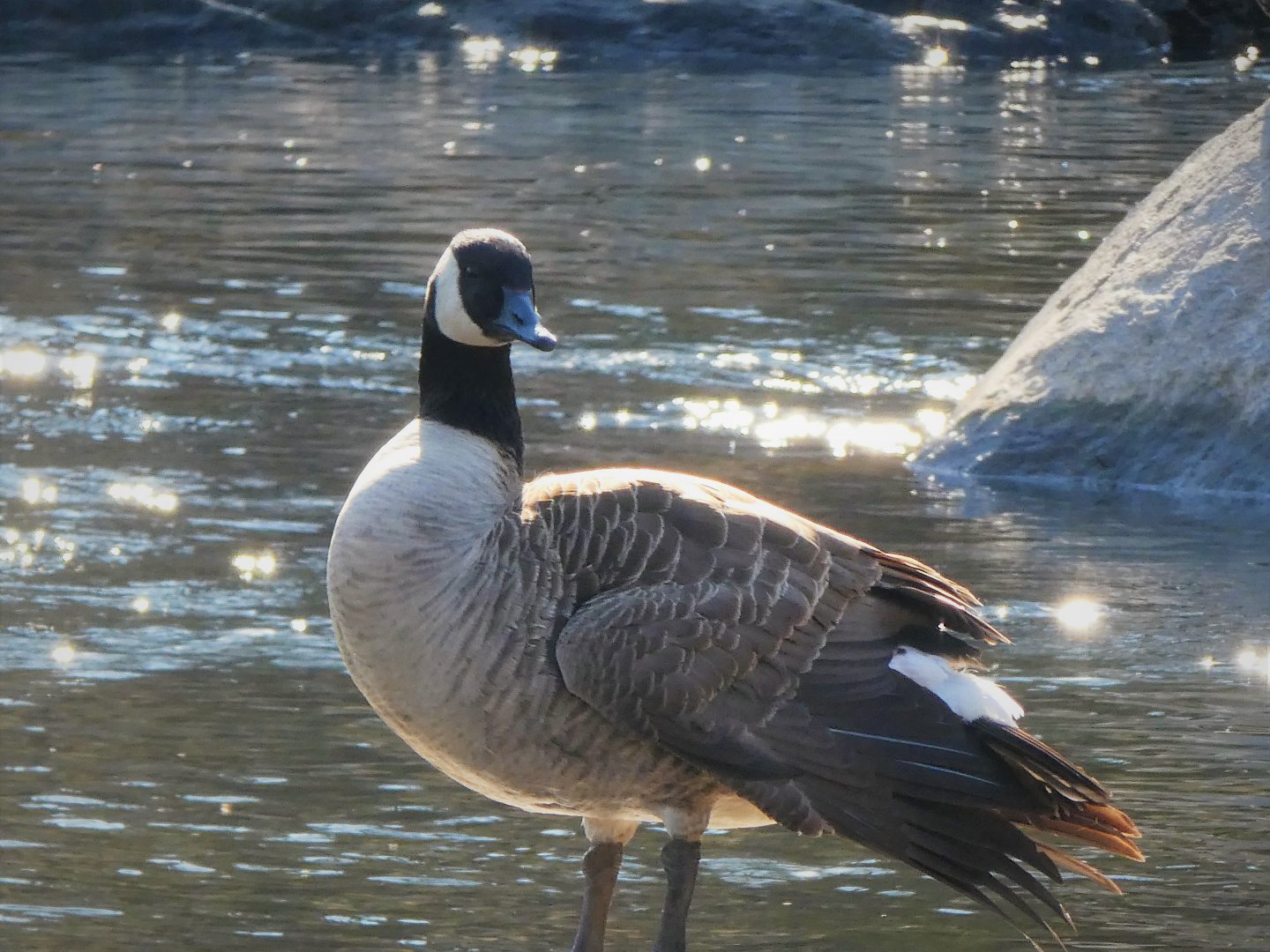 Canada Goose
