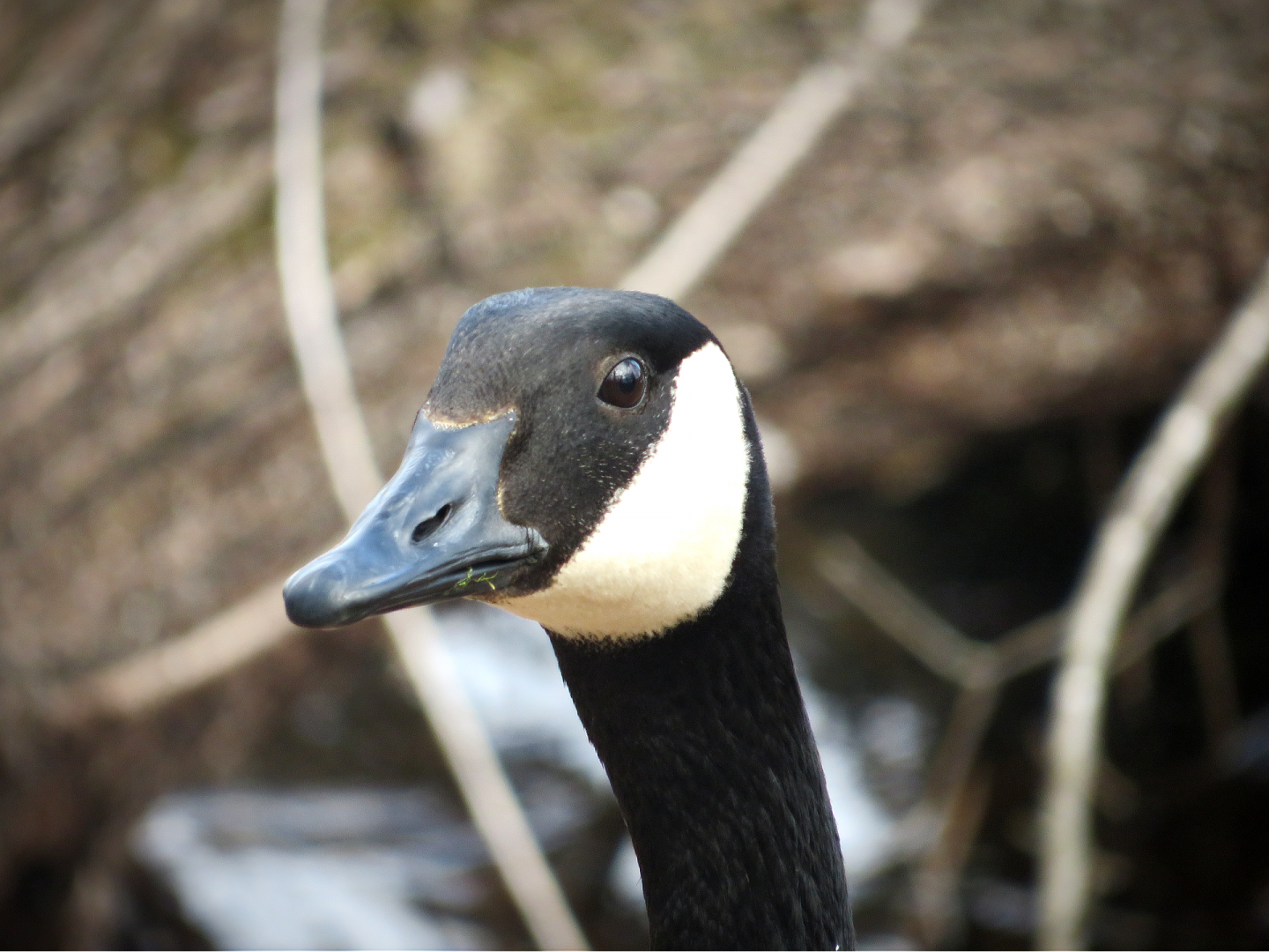 Canada goose