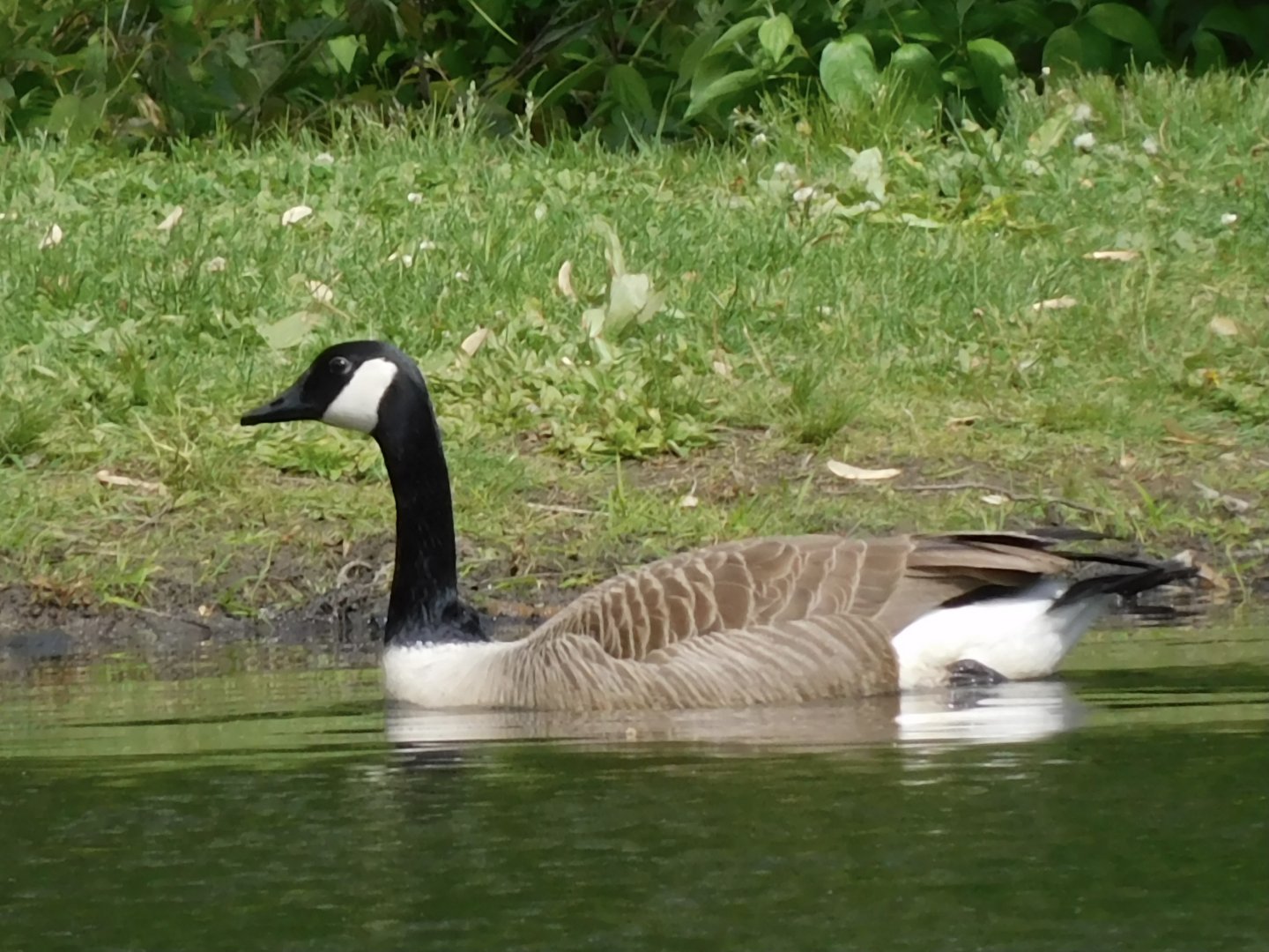 Canada goose