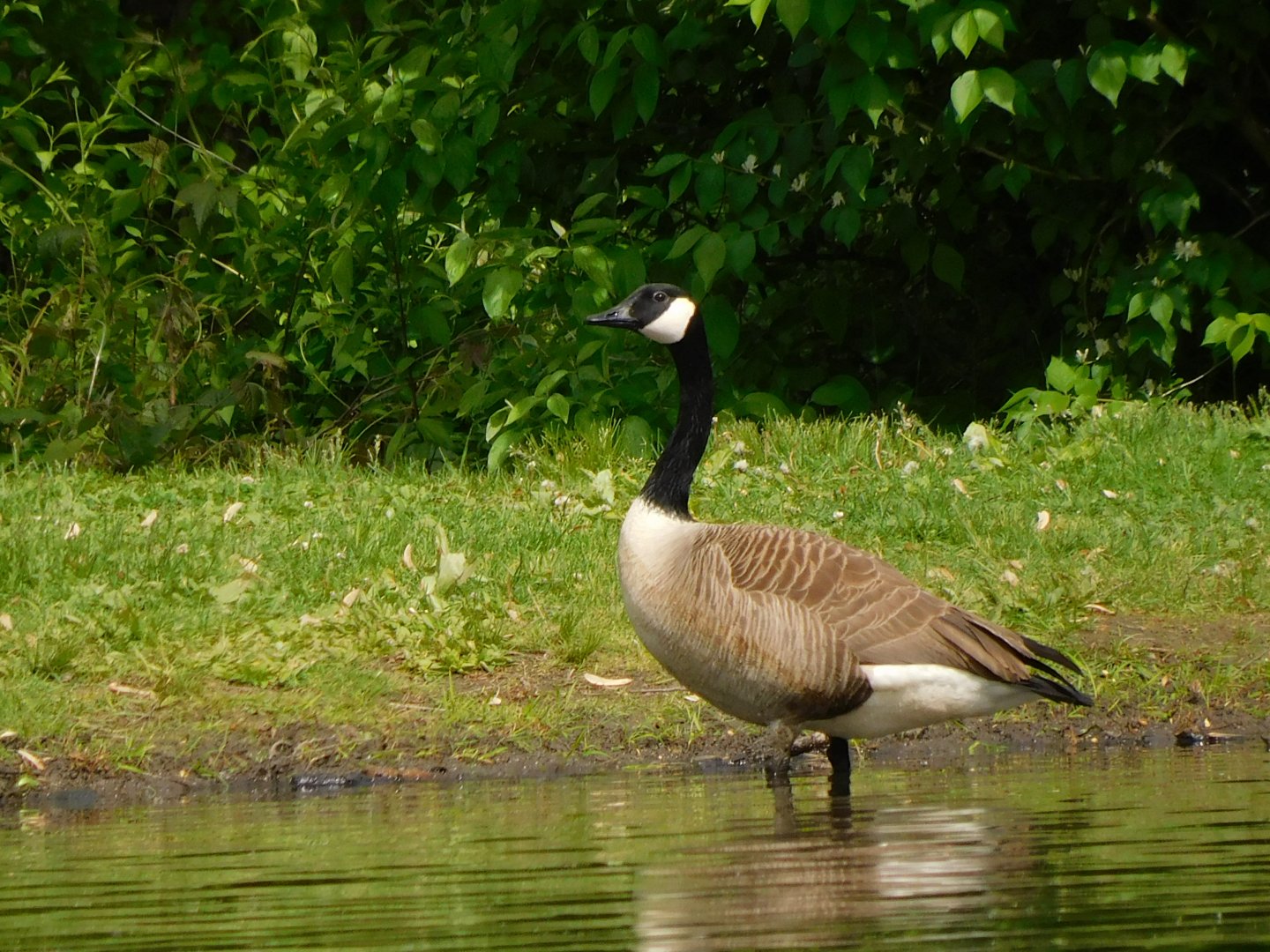 Canada goose