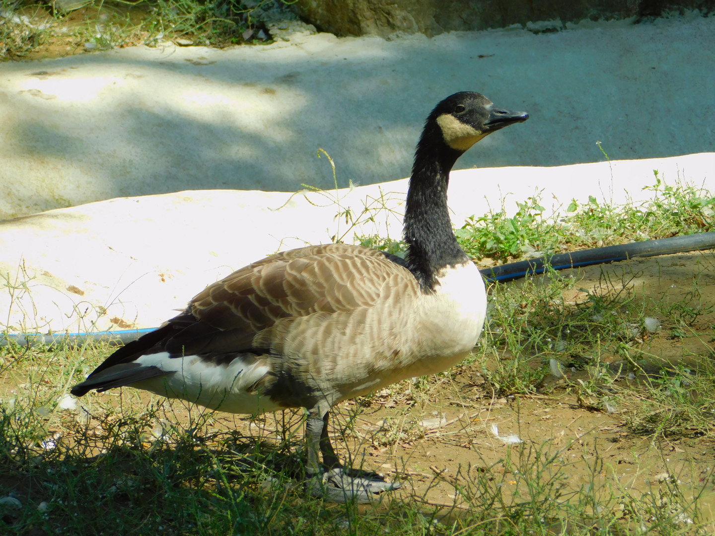 Canada Goose