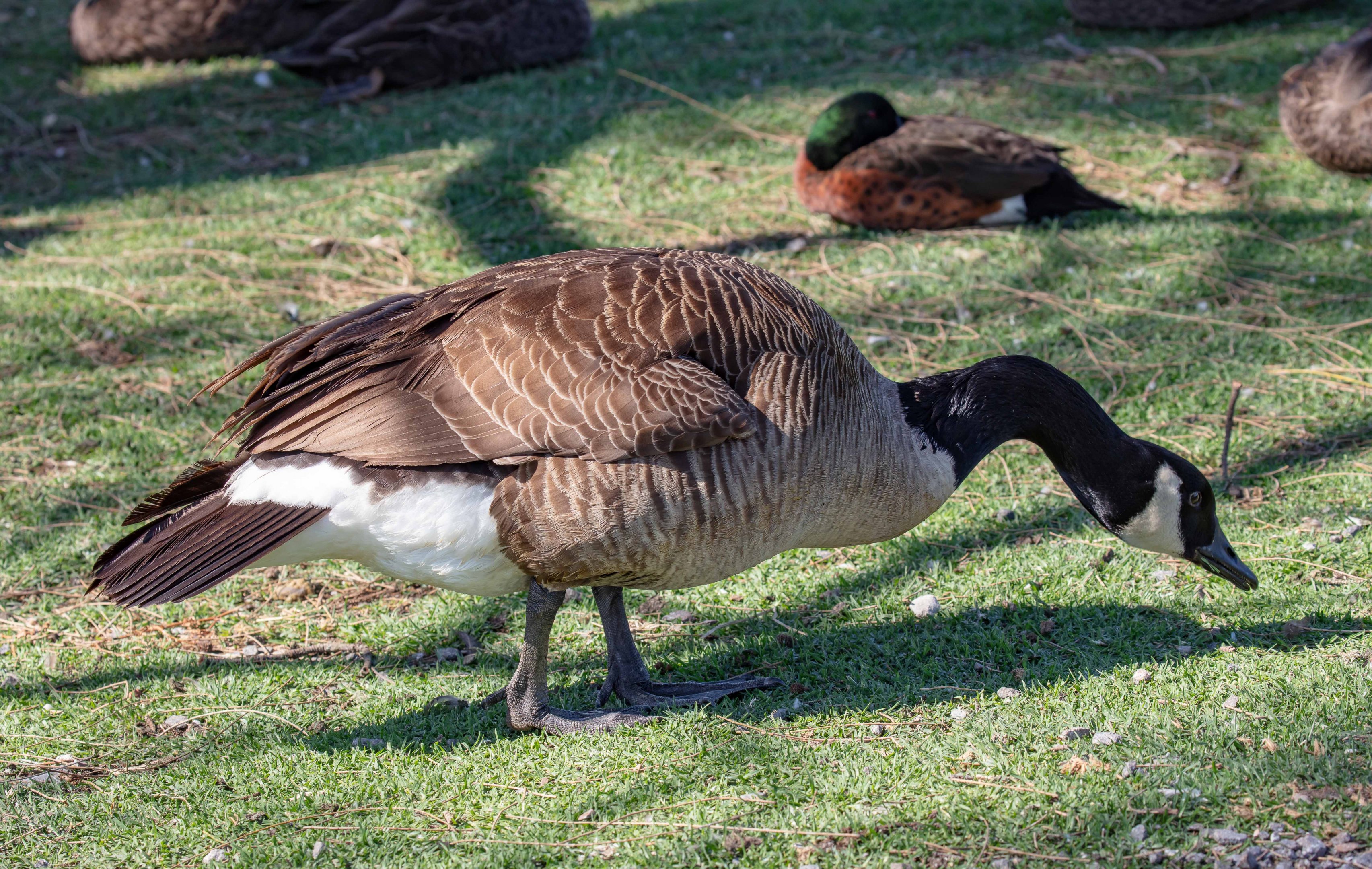 Canada Goose
