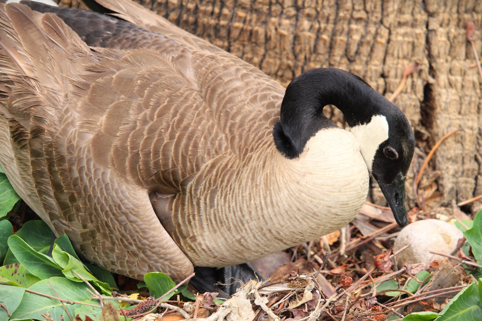 Canada Goose