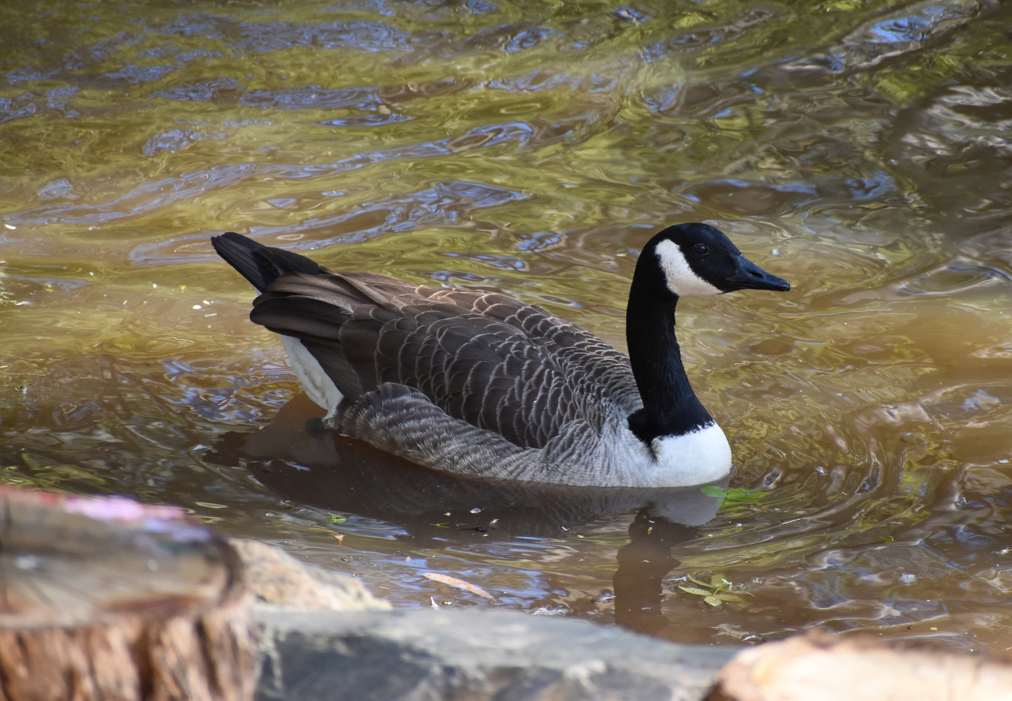 Canada Goose