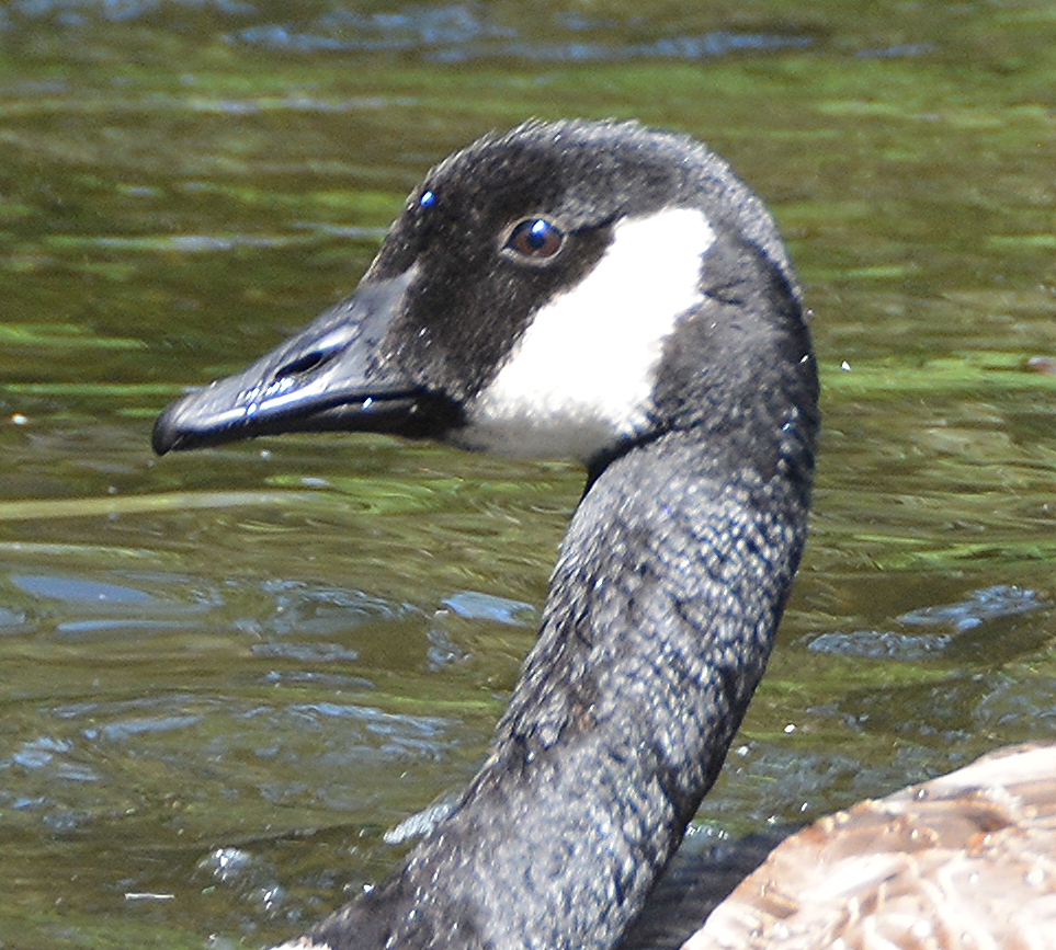Canada Goose