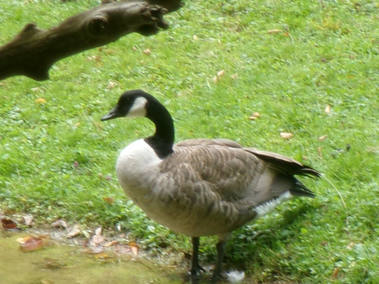 Canada goose