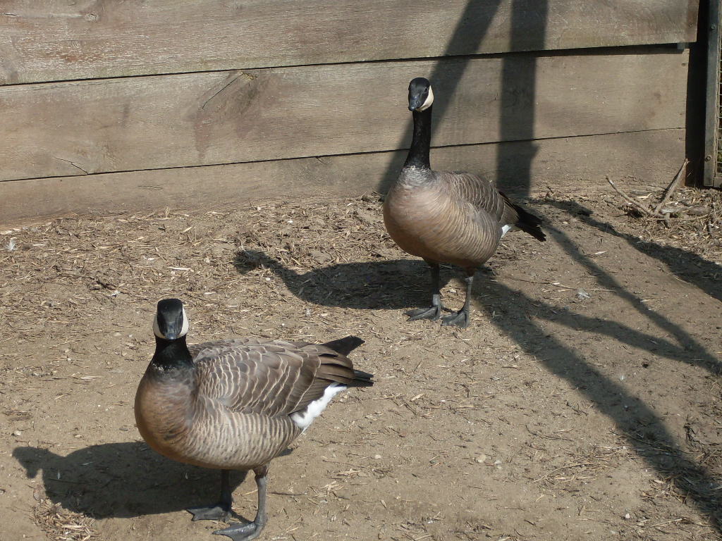 Canada goose