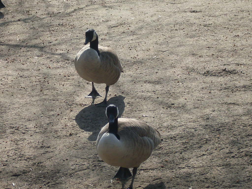 Canada goose