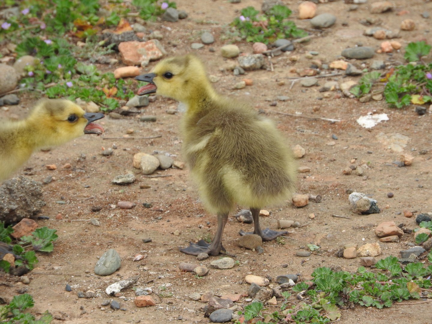 Canada Goslings