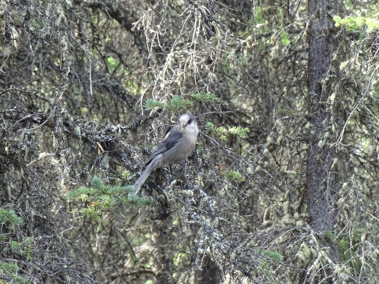 Canada jay (Perisoreus canadensis