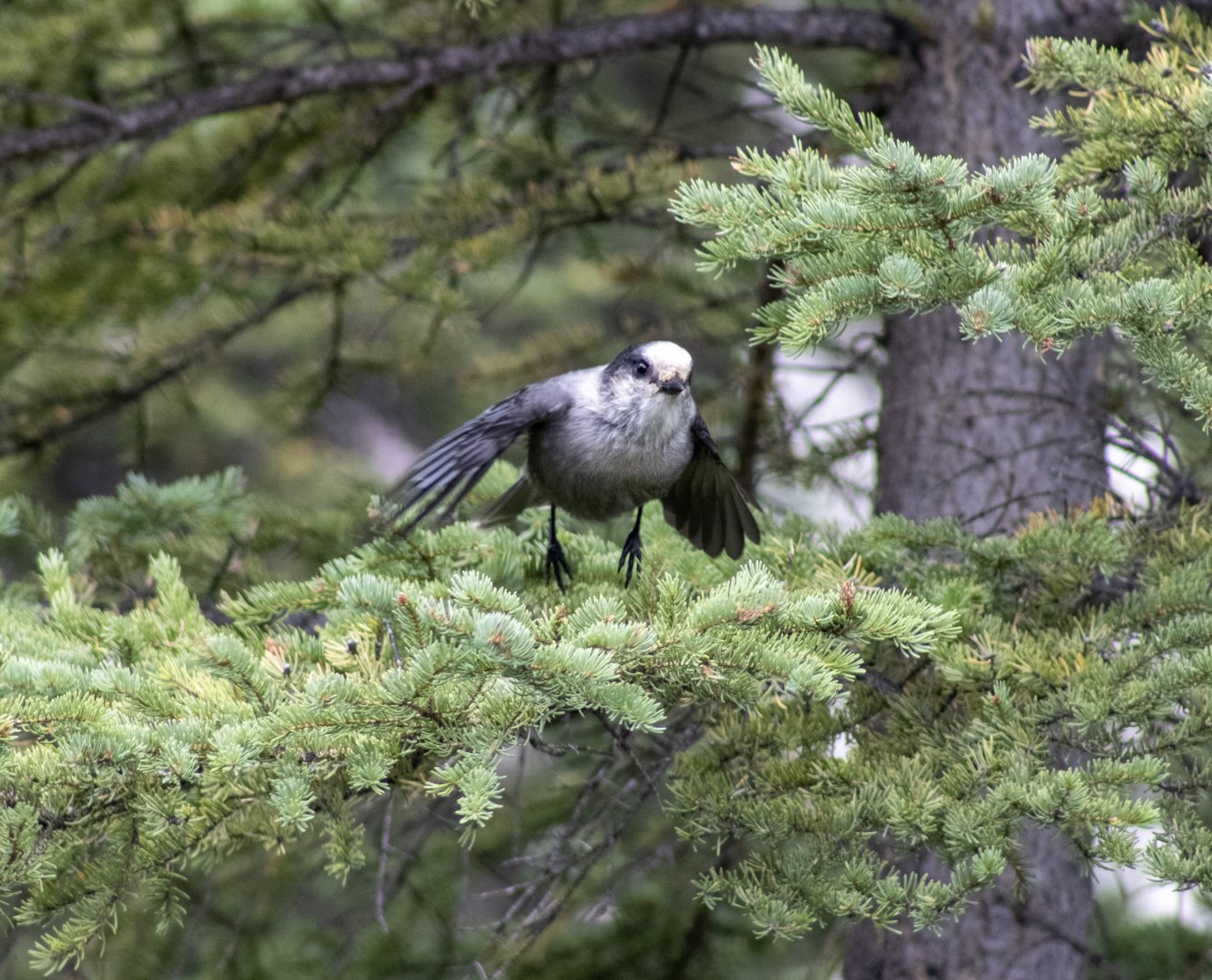 Canada Jay