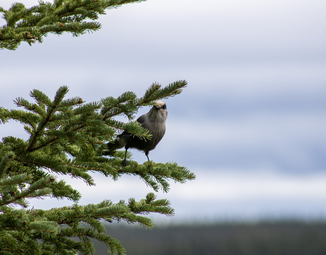 Canada Jay