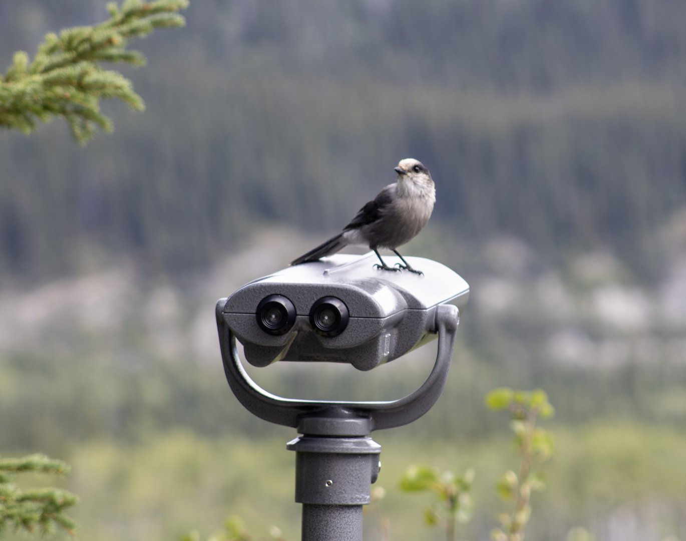 Canada Jay